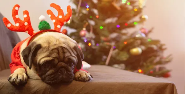 Üzgün noel pug köpeği geyik boynuzu şapkası içinde yatar ve tatilini evde bekler. Mutlu Noeller ve mutlu yıllar. Kopyalama alanı olan kart. — Stok fotoğraf