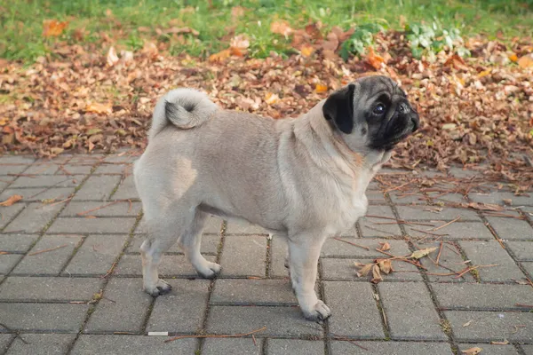 Lindo perrito bastante perrito de pie vista lateral exterior. Pura raza show pug representante de su raza. — Foto de Stock