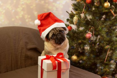 Kırmızı Noel Baba şapkalı şirin Xmas pug köpeği Noel ağacı arka planında hediyeyle.