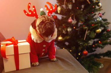Noel kartı komik evcil hayvan. Geyik boynuzları şapkası takmış şirin köpek. Mutlu Noeller ve mutlu yıllar..