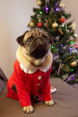 Şirin Noel pug köpeği Noel ağacının yanında oturuyor ve tatilini evde bekliyor. Mutlu Noeller ve mutlu yıllar. dikey.