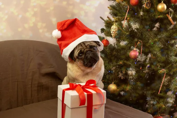 Mignon chien carlin de Noël en santa claus rouge chapeau avec cadeau sur le fond de l'arbre de Noël. — Photo