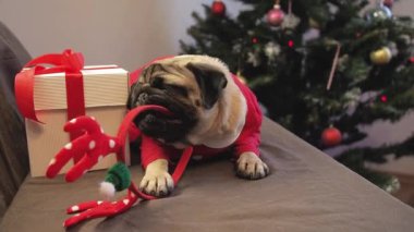 Şirin pug dog Noel 'i beklemekten ve geyik boynuzu şapkası kemirmekten yoruldu. Köpek Noel eğlence konsepti.