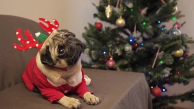 Noel sevimli köpek geyik boynuzları şapkası takmış evde bayramı bekliyor. Mutlu Noeller ve mutlu yıllar..