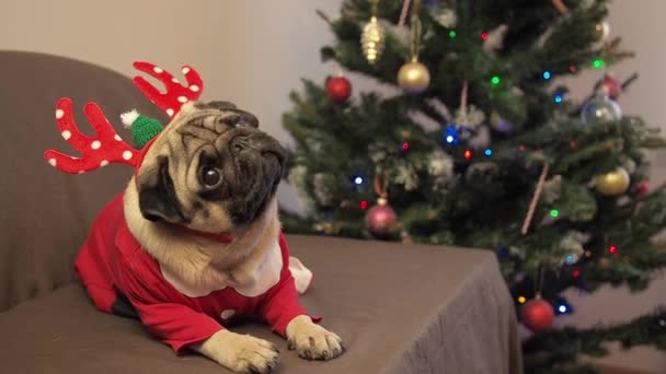 Kerst schattige pug hond zitten in rendieren hoorns hoed met geschenk en wachten op de vakantie thuis. Vrolijk Kerstfeest en Gelukkig Nieuwjaar. — Stockvideo