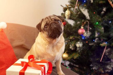 Noel köpeği Noel ağacının yanında oturuyor ve evde bayramı bekliyor. Mutlu Noeller ve mutlu yıllar. Kopyalama alanı olan kart.
