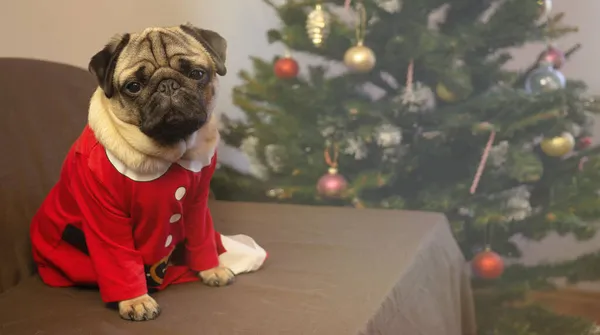 Chien de carlin de Noël est assis près de l'arbre de Noël et d'attendre les vacances à la maison. Joyeux Noël et bonne année. carte avec espace de copie. — Photo