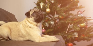 Şirin Noel pug köpeği Noel ağacının yanında yatıyor ve hediyesini ve tatillerini bekliyor. Mutlu Noeller ve mutlu yıllar..