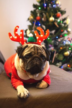 Noel dikey kartı. Noel geyiği boynuzları içinde komik bir köpek. Mutlu Noeller ve mutlu yıllar.