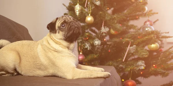Mignon chien chiot de Noël est couché près de l'arbre de Noël et d'attente cadeau et vacances. Joyeux Noël et bonne année. — Photo