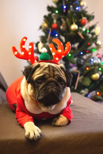 Świąteczna kartka. Śmieszny pies mopsa w świątecznych rogach reniferów. Wesołych Świąt i Szczęśliwego Nowego Roku — Zdjęcie stockowe
