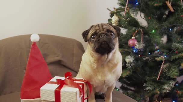Χριστουγεννιάτικο σκυλί κάθεται κοντά στο χριστουγεννιάτικο δέντρο και περιμένει τις διακοπές στο σπίτι. Καλά Χριστούγεννα και Καλή Χρονιά. Χαριτωμένο σκυλί αστείο γυρίζει το κεφάλι του. — Αρχείο Βίντεο