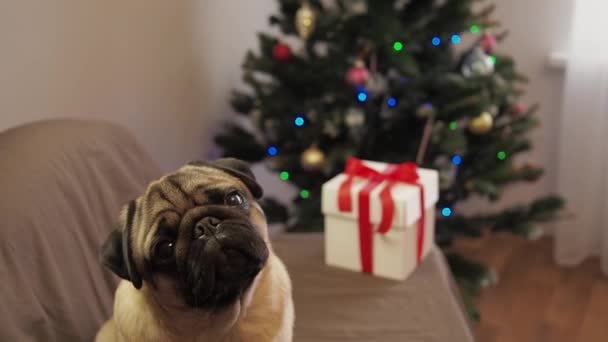 Різдвяний собака сидить біля христми і чекає вихідних вдома. З Різдвом і Новим Роком. Миле блюдо крутить головою.. — стокове відео