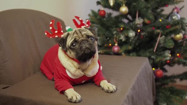 Vánoce roztomilý pug pes sedí v sobí rohy klobouk s dárkem a čeká na dovolenou doma. Veselé Vánoce a šťastný nový rok. — Stock video