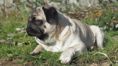 Güneşli bir günde, şehir parkındaki çimlerin üzerinde tatlı, genç bir köpek uzanır. Köpek yorgun ve uyuyor..