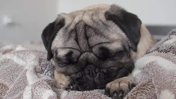 Zbliżenie twarz cute zmęczony i leniwy pies mops spać na łóżku. — Wideo stockowe