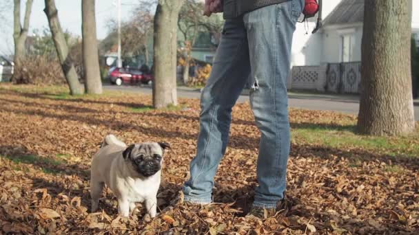 Man plays with his pug outdoors. He teases his dog with harness. — Stock Video