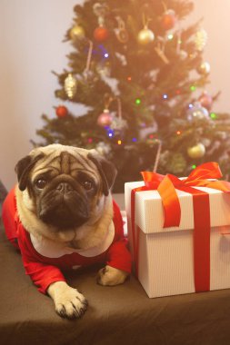 Noel dikey kartı. Komik köpek Noel ağacının yanında yatıyor ve tatilini evde bekliyor. Mutlu Noeller ve mutlu yıllar.