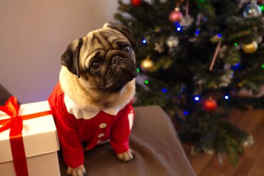 Noel kartı komik evcil hayvan. Noel ağacı arka planında hediyesiyle oturan sevimli pug köpeği. Mutlu Noeller ve mutlu yıllar..