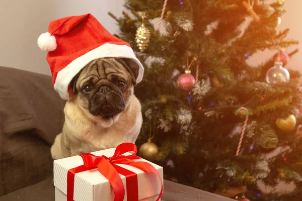 Mignon chien carlin de Noël en santa claus rouge chapeau avec cadeau sur le fond de l'arbre de Noël. — Photo