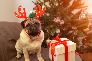 Noel kartı komik evcil hayvan. Geyik boynuzları şapkası takmış şirin köpek. Mutlu Noeller ve mutlu yıllar.
