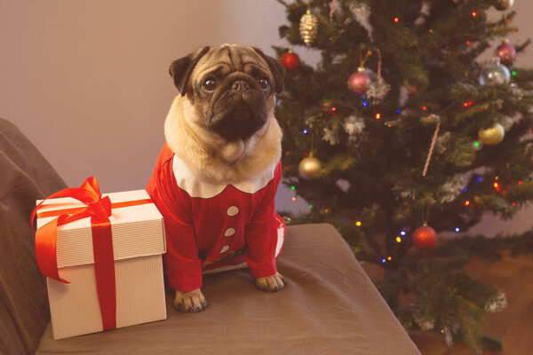 Рождественская открытка. Симпатичная собака-мопс сидит с подарком на фоне елки. С Новым годом и Рождеством!