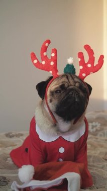 Noel dikey kartı. Noel geyiği boynuzları içinde komik bir köpek. Mutlu Noeller ve mutlu yıllar.