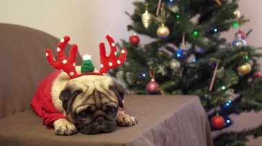 Noel sevimli köpek geyik boynuzları şapkası takmış evde bayramı bekliyor. Mutlu Noeller ve mutlu yıllar.