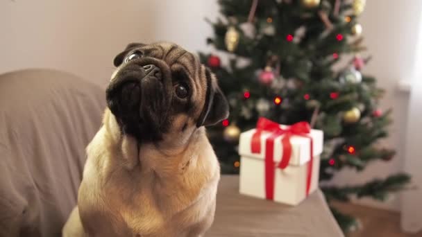 クリスマスツリーの近くに座って家で休日を待っているクリスマス犬。メリークリスマスとハッピーニューイヤー。かわいいですpug面白いですターン彼の頭. — ストック動画