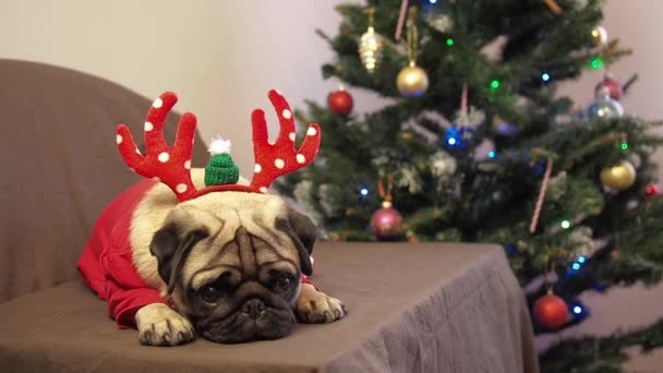 Boże Narodzenie Cute Pies Mops Siedzi Kapeluszu Rogi Reniferów Prezentem — Wideo stockowe
