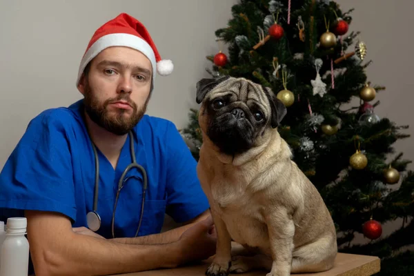 Homme vétérinaire médecin rouge santa chapeau et uniforme médical travail le soir de Noël. vétérinaire sauve la vie pour chien. — Photo