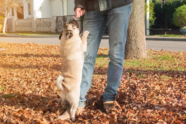 Pugský pes olizuje tvář lidského majitele. Muž se psem si hraje a baví se v parku. Pojmy přátelství s domácími mazlíčky a sounáležitost. — Stock fotografie
