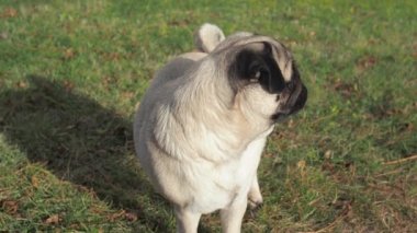 Sakin ve güzel bir köpek portresi etrafına bakar ve kafasını doğaya çevirir. yan görünüm.