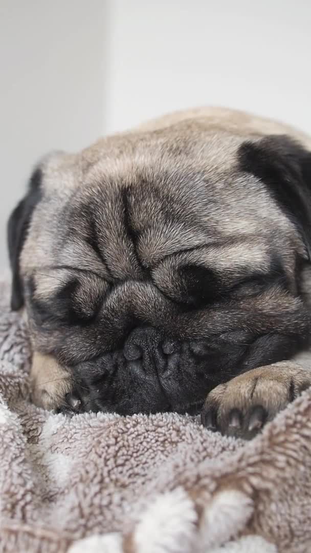 Close up face of cute tired and lazy pug dog sleep on bed. — Stock Video