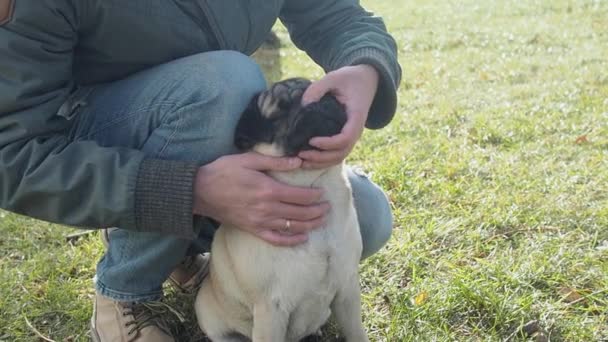 Mand, der dækker næsebor pug hund med tommelfingrene opfordrer ham til at sluge og slippe af med den irriterende at stoppe overdreven omvendt nysen – Stock-video