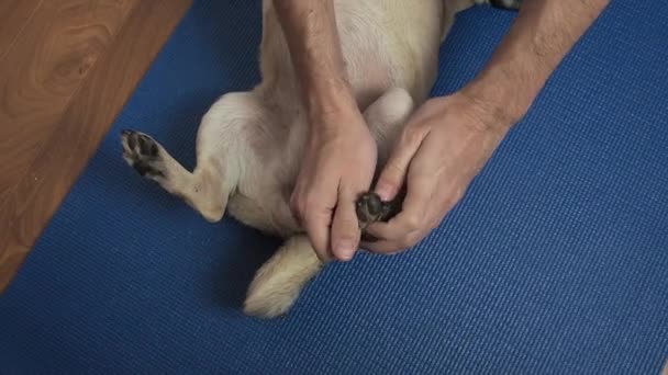 Ветеринар массажные пальцы и лапы мопса на коврик. Реабилитационное лечение и уход за животными после травм. облегчает боль и судороги в суставах. — стоковое видео