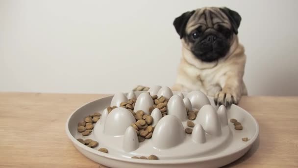 Funny hungry cute pug dog trying to get a bowl of food. Slow motion. Comic and funny scene — Vídeo de Stock