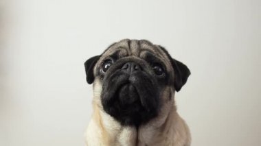 Tatlı pug dog 'a ikramda bulunuluyor. Sahibi köpeğine kıyak yapıyor. Yaklaş, portre. Yavaş çekim