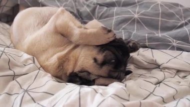 Tatlı pug köpeği sabah yataktan kalkıyor ve gözlerini yıkıyor ve tembel tembel battaniyeye uzanıyor..
