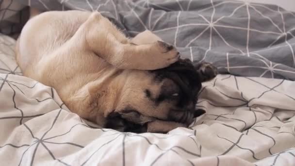 Милий мопс собака прокидається в ліжку вранці і миє очі і лежить ліниво на ковдрі . — стокове відео