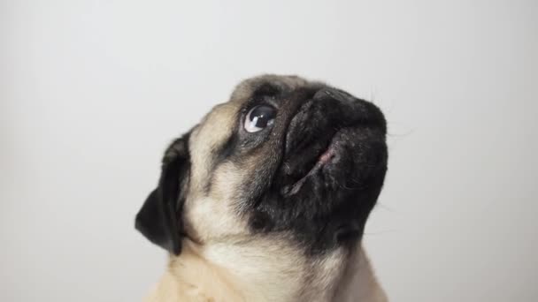 Detailní portrét roztomilé pug dog emocionální podívá se na kameru a štěká doma. Domácí mazlíčci brání své osobní hranice, nebo něco vyžaduje. — Stock video