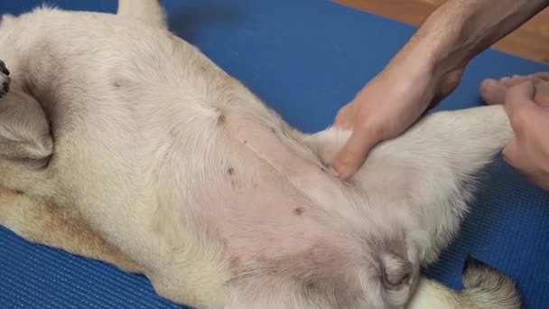 Massothérapeute vétérinaire chiot de carlin de massage sur le tapis. Traitement de réadaptation et soins des animaux domestiques après blessures — Video