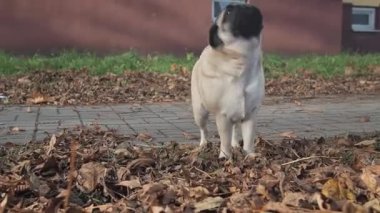 Çimlerin üzerinde duran sevimli, güzel bir köpek. Faiziyle mesafeye bakıyor. Dil sarkıyor. Arka planda bir pug daha. Yaz güneşli bir gün. Sıcak hava.