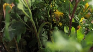 Renkli yabani çiçeklerden oluşan yakın plan bir buket. Seçici odak, yüzeysel alan derinliği.