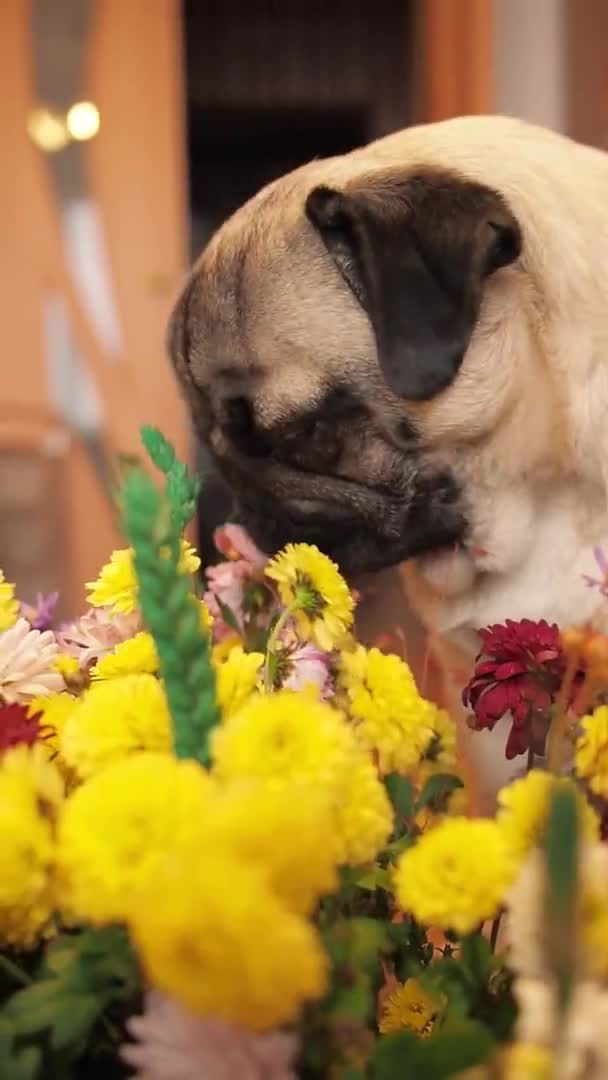 Милий мопс собака нюхає і лиже представлений букет квітів. привітання зі святом або ознакою уваги . — стокове відео