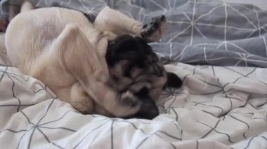 Tatlı pug köpeği sabah yataktan kalkıyor ve gözlerini yıkıyor ve tembel tembel battaniyeye uzanıyor..