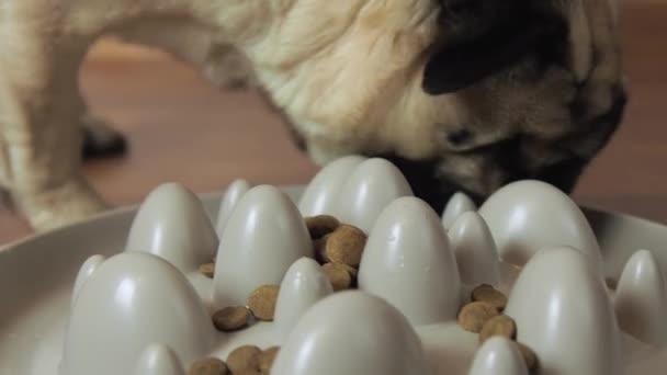 Cute pug dog eating dry food with appetite from Slow Feeder bowl close up. — Stockvideo