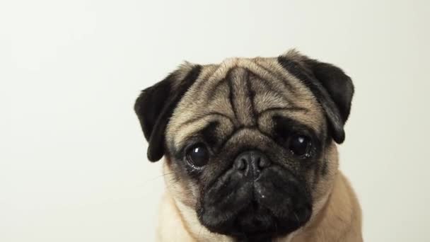 Close up portrait of cute pug dog emotional looks up at the camera and barks at home. Pet defends its personal boundaries or requires something. — 图库视频影像