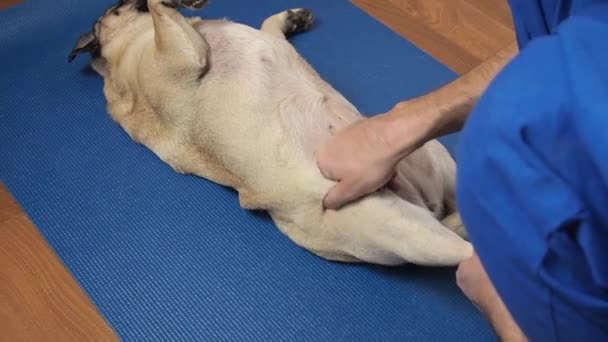 Vet terapis pijat anjing pug di atas tikar. Rehabilitasi perawatan dan perawatan hewan peliharaan setelah cedera — Stok Video