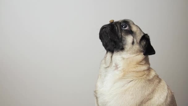 Close up of cute pug dog catching treat on his nose and chewing it and licking nose. playing with owner at home selective focus shot. — Wideo stockowe